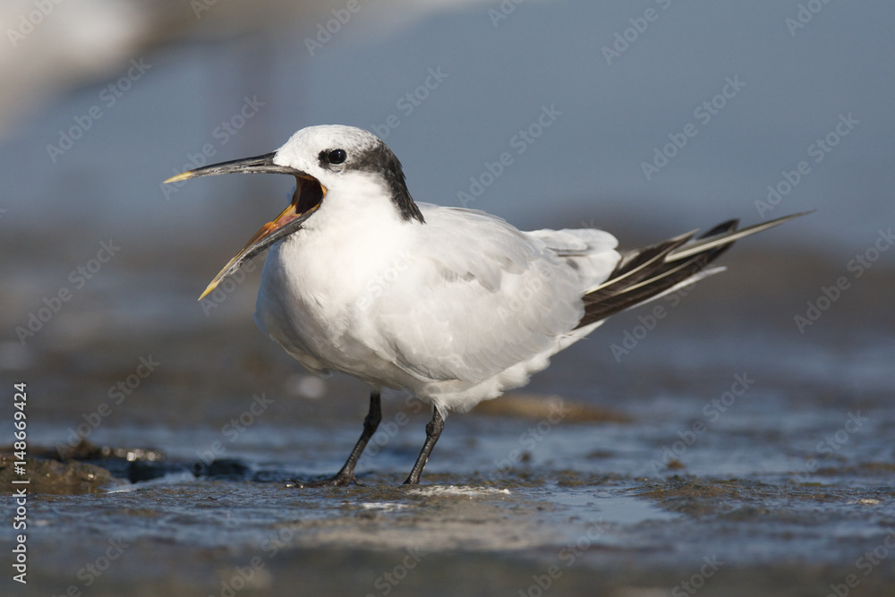 Sandwich Tern, Thalasseus sandvicensis Sandwich Tern, Thalasseus sandvicensis