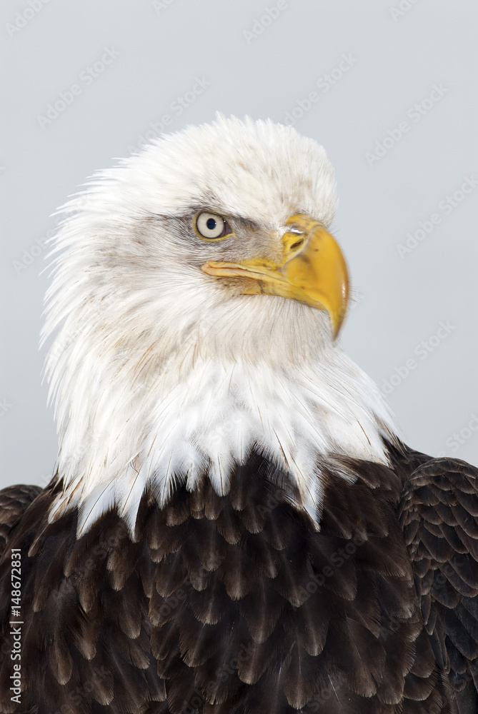 Bald eagle portrait of head and shoulders at Homer Alaska Bald eagle portrait of head and shoulders at Homer Alaska