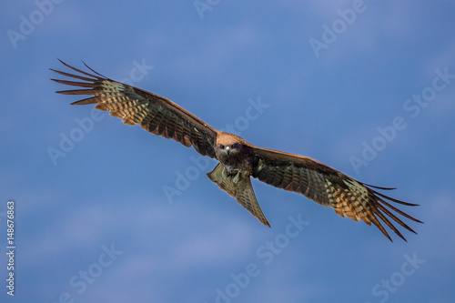 Black Kite  (Milvus migrans) in flight © Earnest Tse