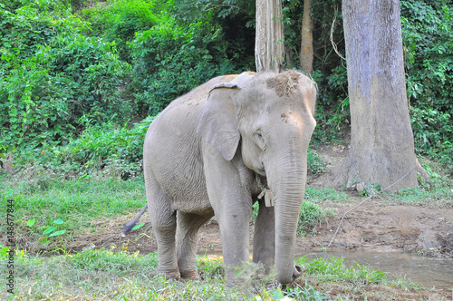 Elephants are chained near small streams in the jungle.