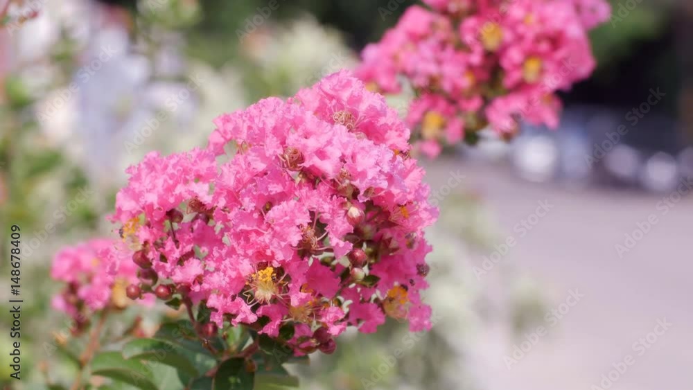 Crape myrtle flower with flying bee Crape myrtle flower with flying bee