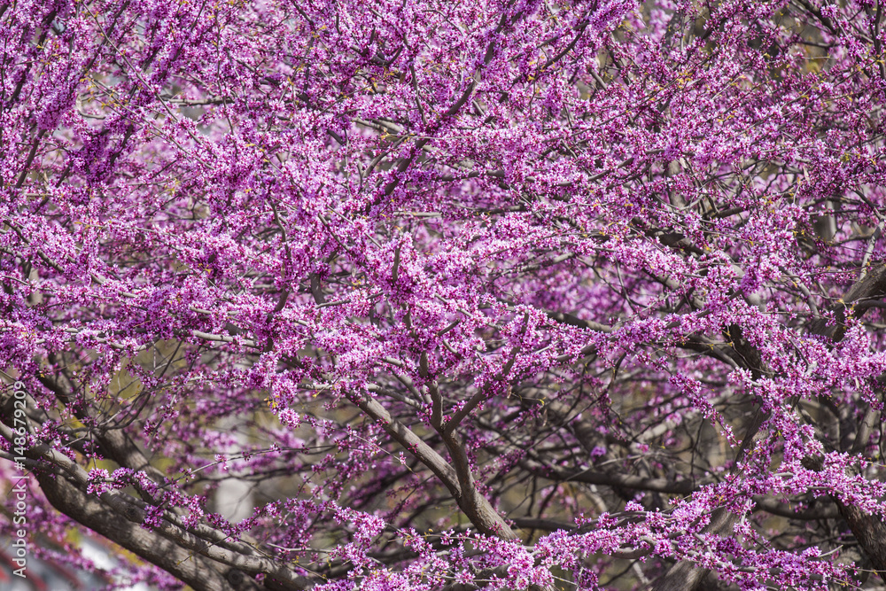 Blooming beautiful pink small flowers close-up Blooming beautiful pink small flowers close-up