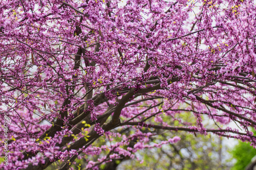Wallpaper Mural Branches of a flowering tree with small pink flowers Torontodigital.ca