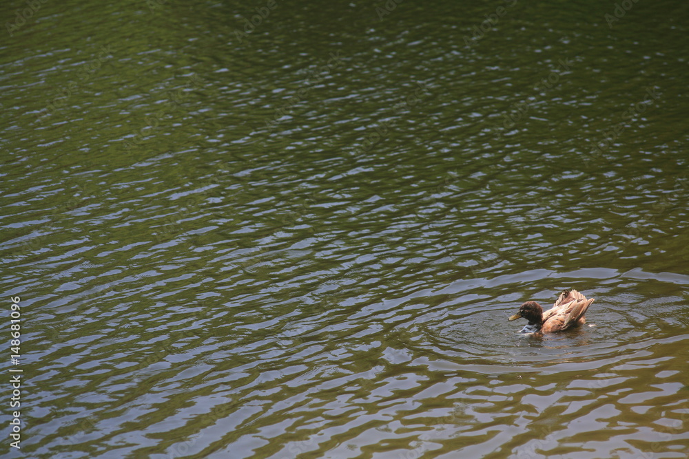 Fototapeta premium Mallard / wild duck