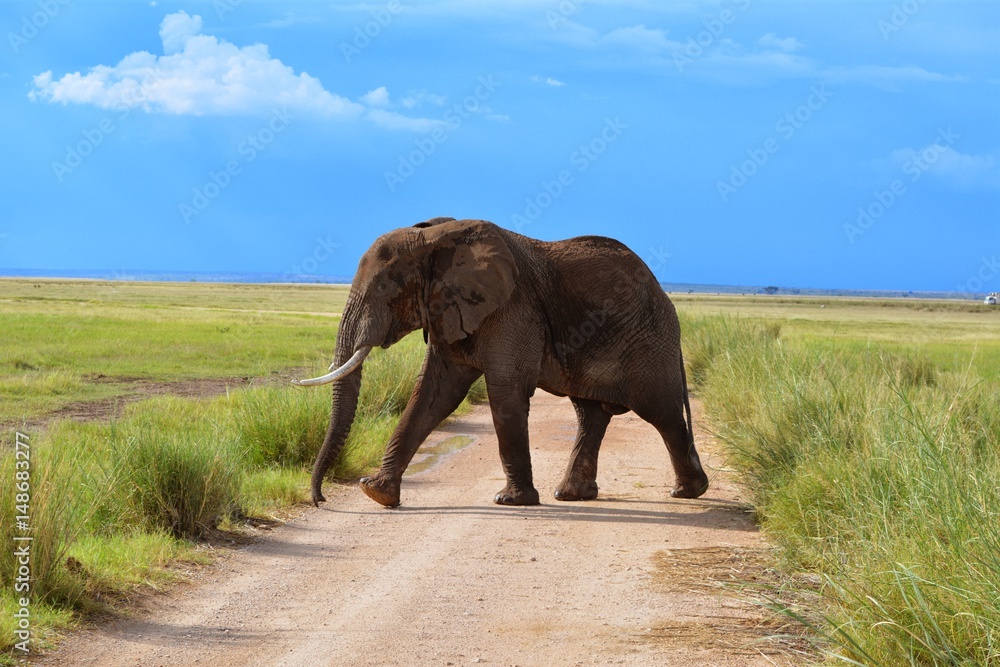 Obraz premium Kenia Safari