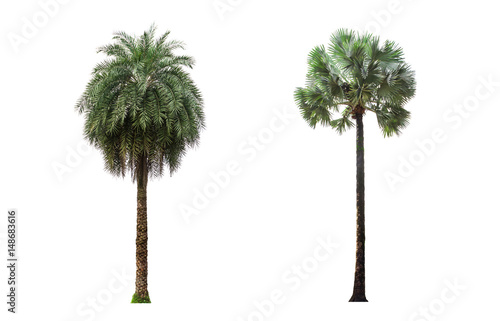 Palm tree © enterphoto