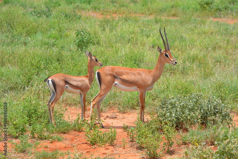 Kenia Safari