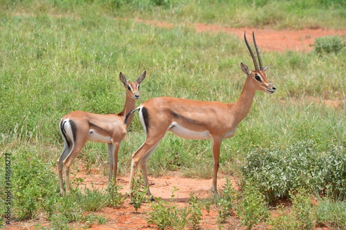 Kenia Safari