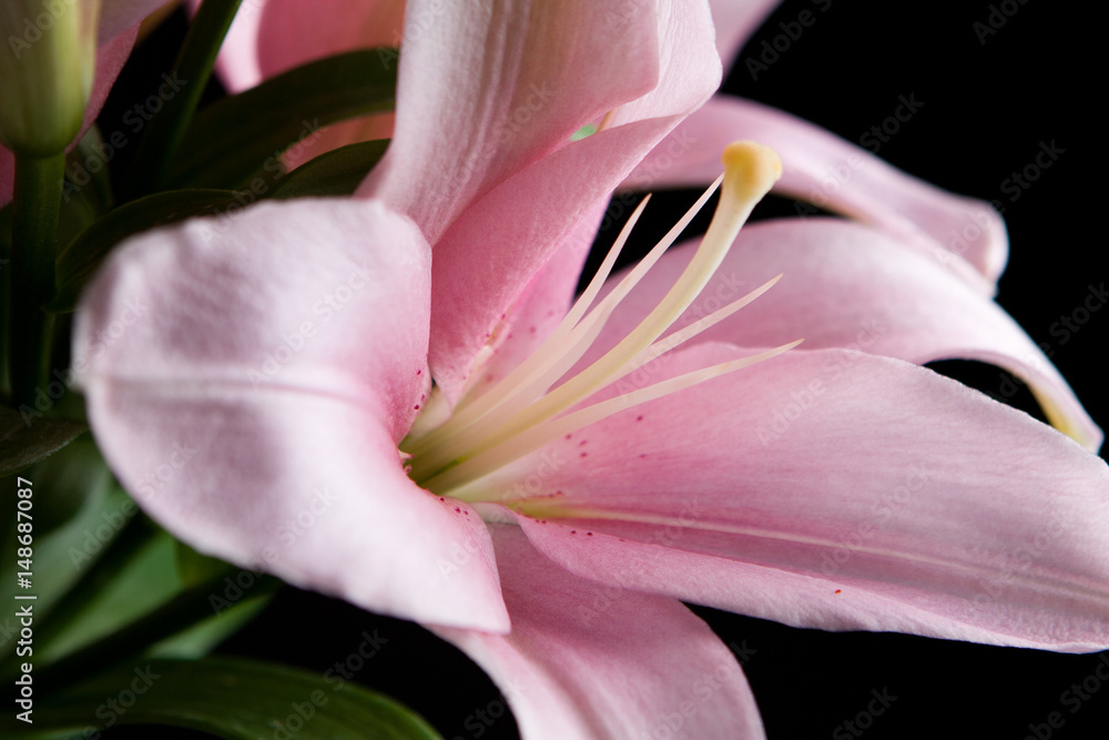 Fototapeta premium Pink closeup lily with petals and yellow pestle