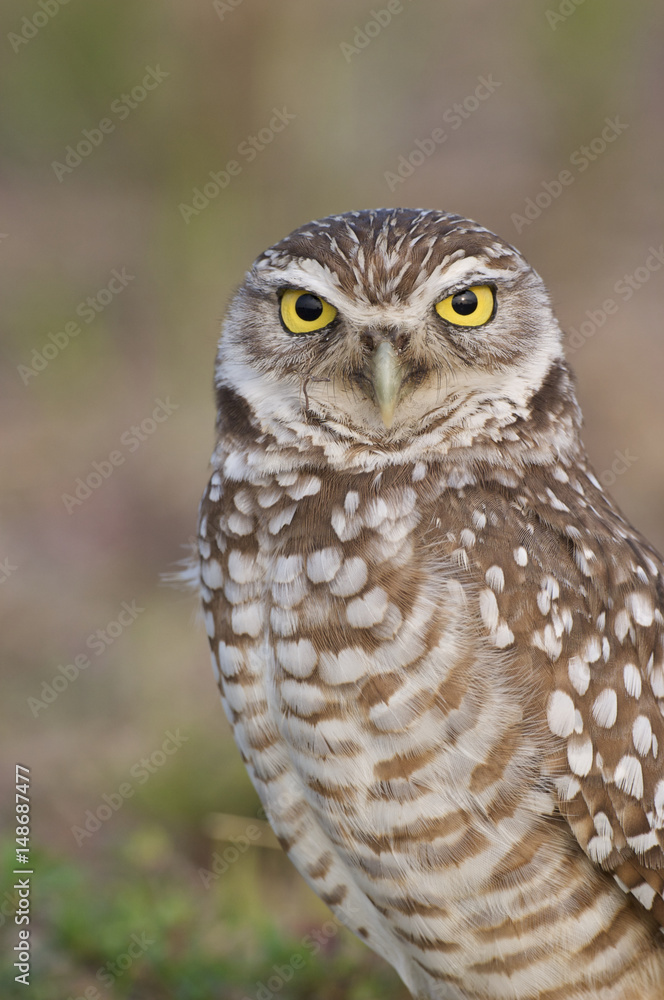 Burrowing Owl Burrowing Owl