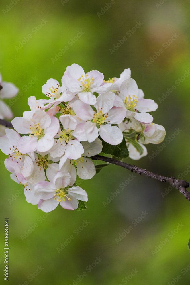 Fototapeta premium One small branch of a blossoming apple tree