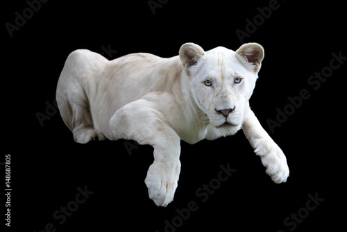 Obraz na plátně White lion on black background