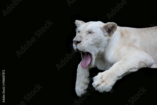 White lion on black background