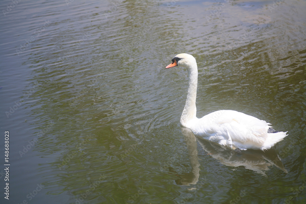 White swan White swan