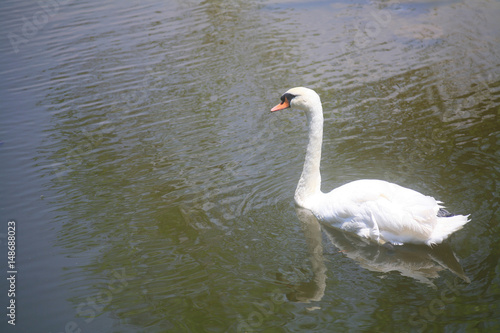 White swan