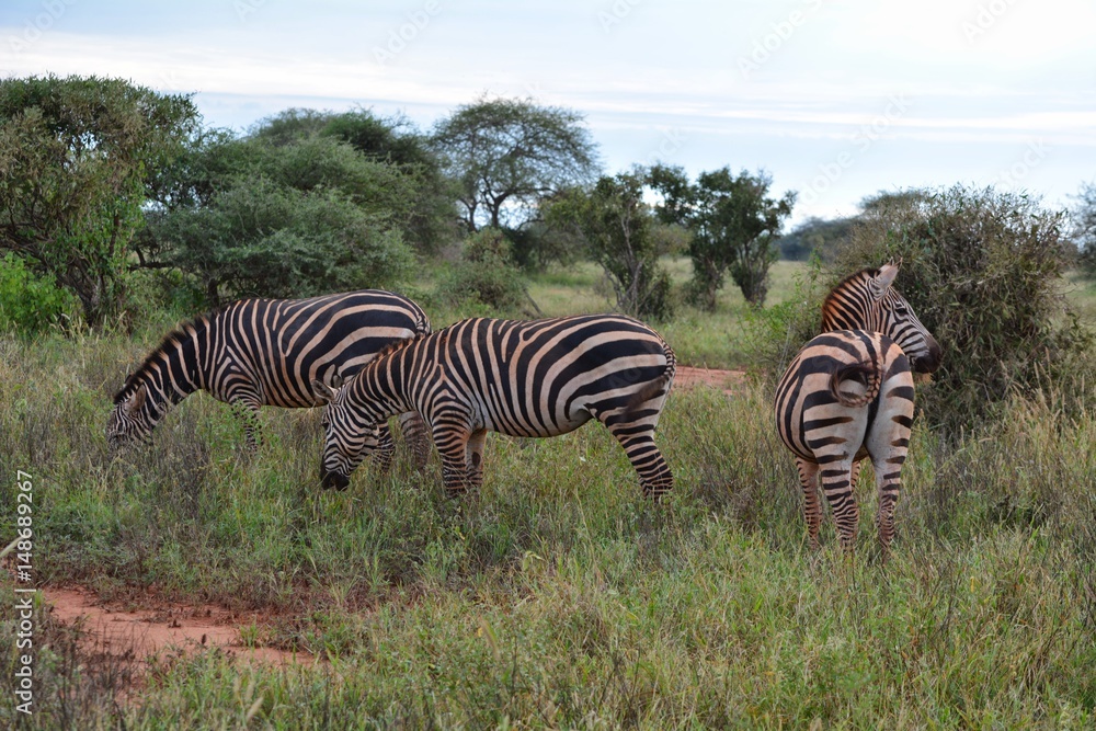Fototapeta premium Kenia Safari