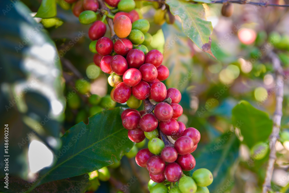Red coffee beans on tree - ripe and mature coffee beans in the harvest time Red coffee beans on tree - ripe and mature coffee beans in the harvest time