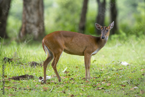 barking deer or Muntjac in nature © chamnan phanthong