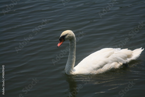 White swan