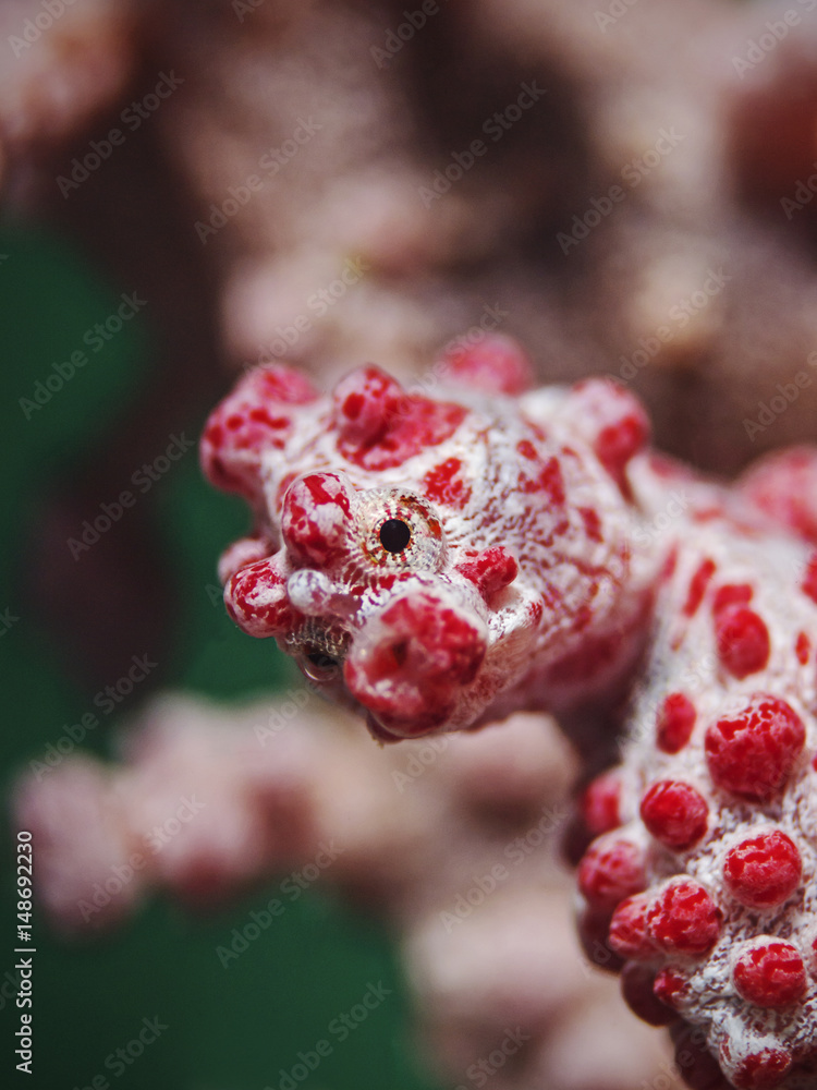 Obraz premium Pygmy Seahorse, Zwerg Seepferdchen (Hippocampus bargibanti)