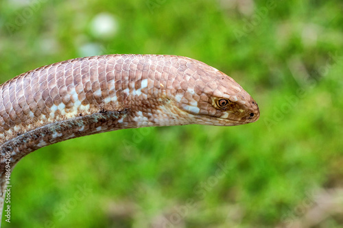 Sheltopusik legless lizard or Pseudopus apodus photo