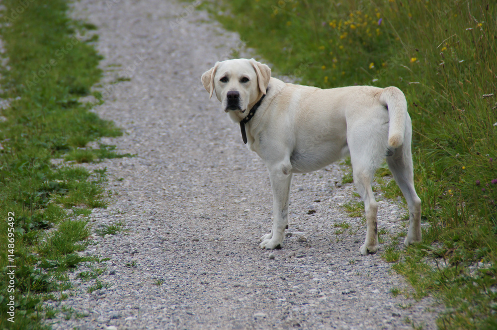 Labrador auf Feldweg