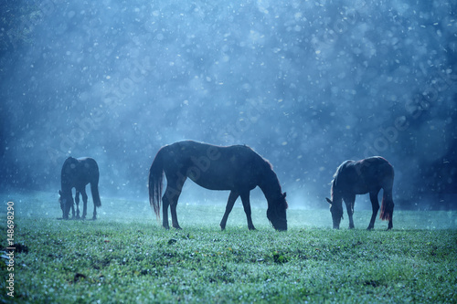 Rainy and sunny morning at foggy countryside meadow with domestic brown horses.