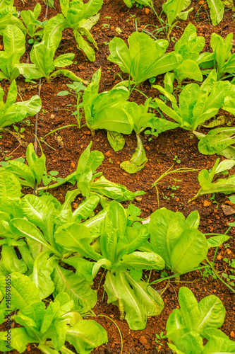 Cuban Culture & Agriculture 