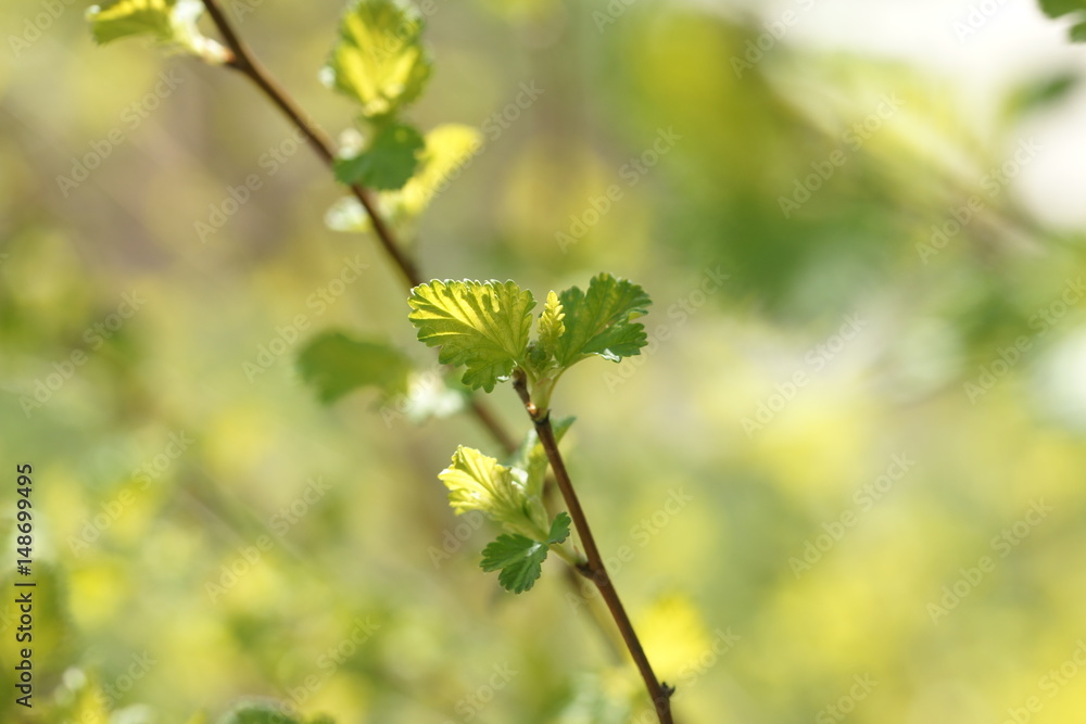 Young foliage of vesicerberry in early spring. Young foliage of vesicerberry in early spring.