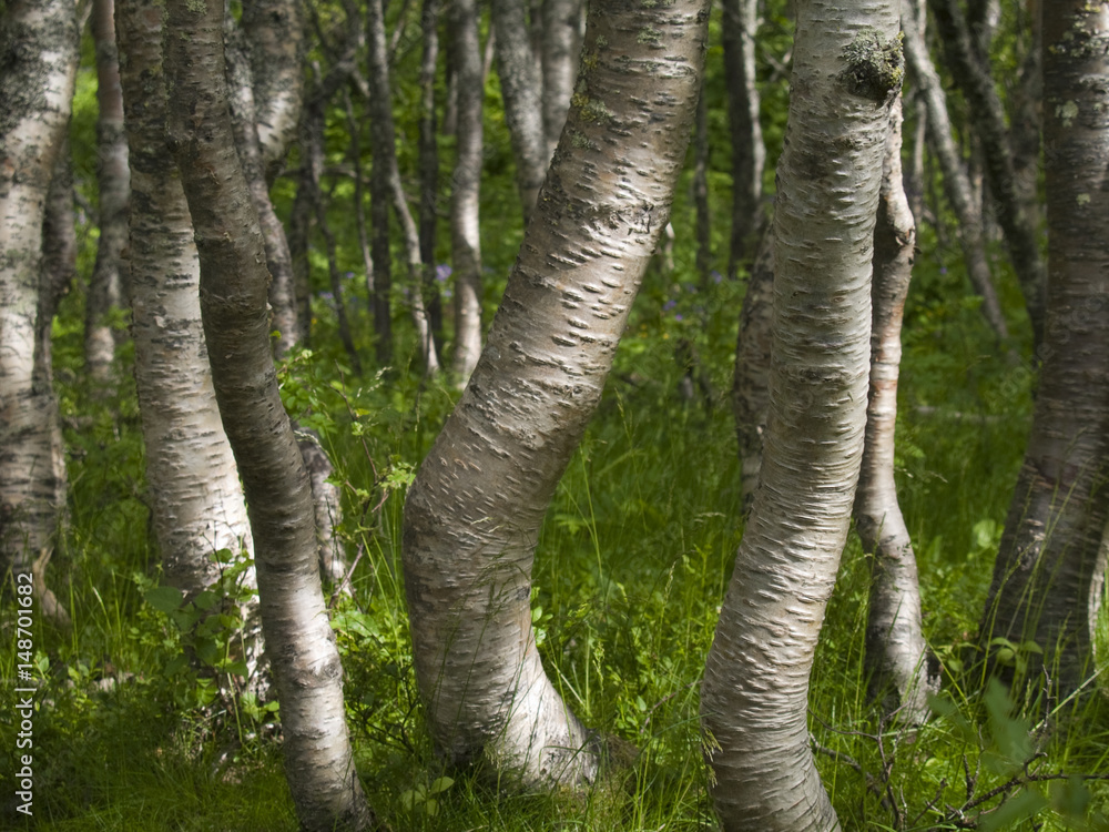 Fototapeta premium Blick in den Birkenwald (L. Betula) bei Hivjubakken