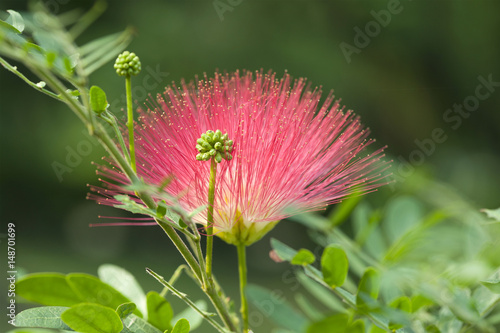 Red Powder Puff photo