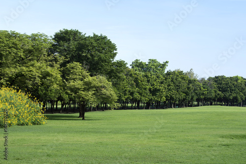 Park with Green Grass and Trees