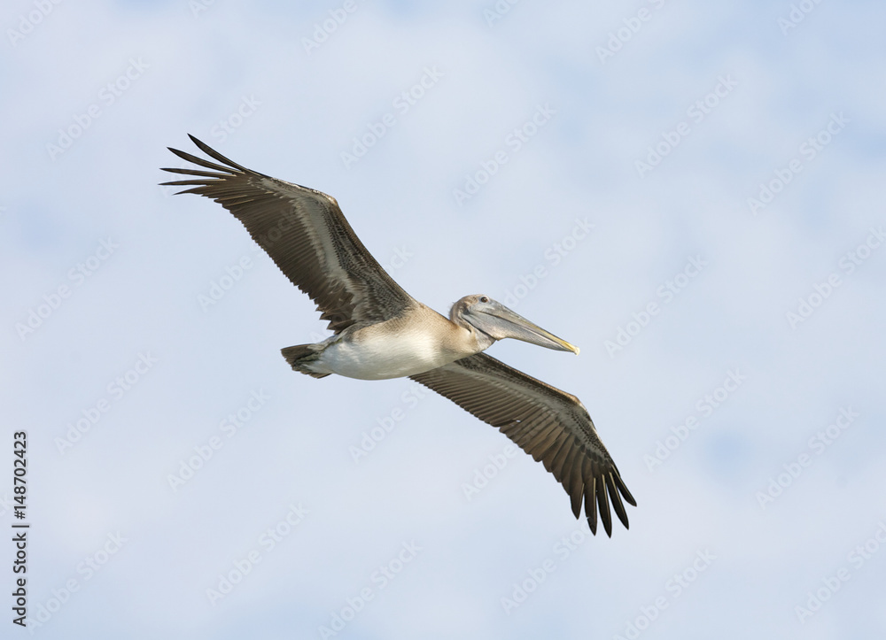 Brown Pelican, Pelecanus occidentalis Brown Pelican, Pelecanus occidentalis