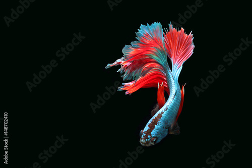 Blue fighting fish