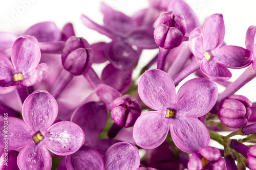 beautiful purple syringa lilac blossoms isolated on white background