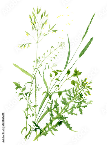 Watercolor green weeds. Composition of silhouettes of wild plants.