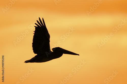 Brown Pelican photo