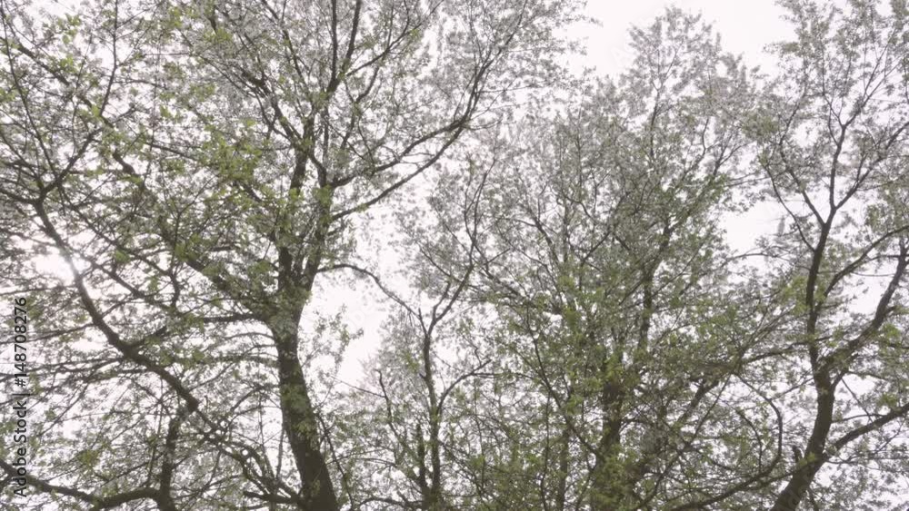 Cherry Blossom Tree with White Flowers in Springtime Cherry Blossom Tree with White Flowers in Springtime