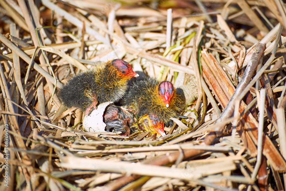 The beginning of a new life of birds in the nest on the water. The beginning of a new life of birds in the nest on the water.