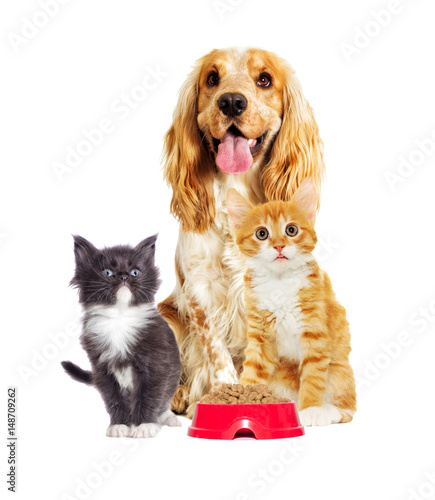 dog And a kitten on a white background