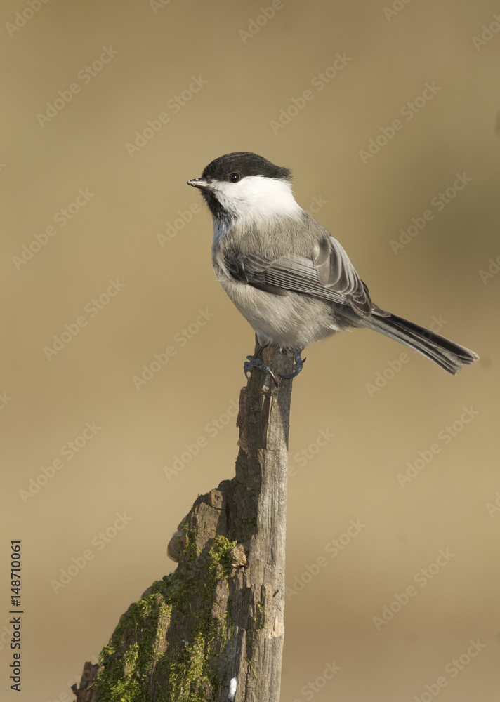 Fototapeta premium Willow Tit, Parus montanus