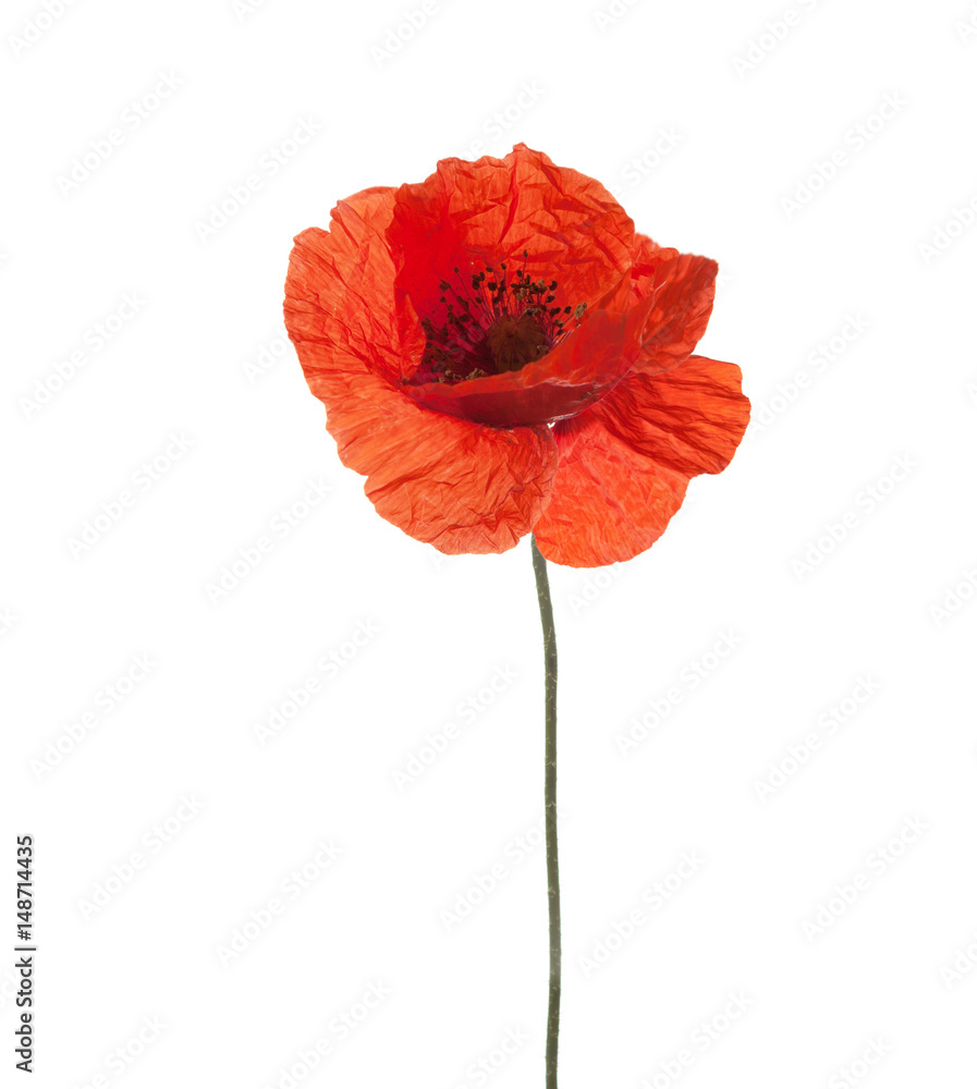 Red poppy isolated on white background. studio shot
