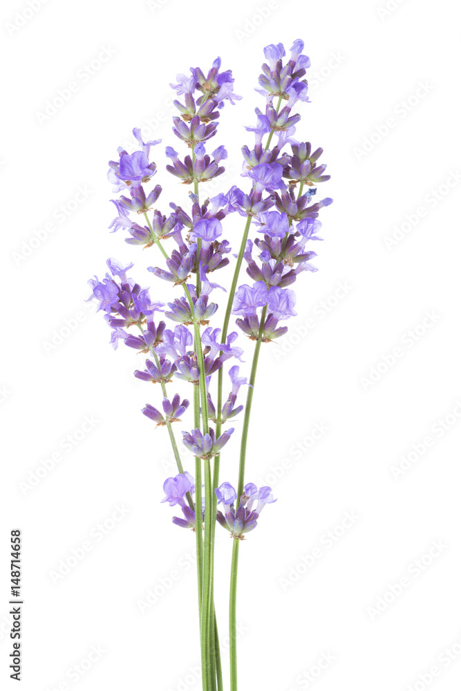 Few sprigs of lavender isolated on white background. Few sprigs of lavender isolated on white background.