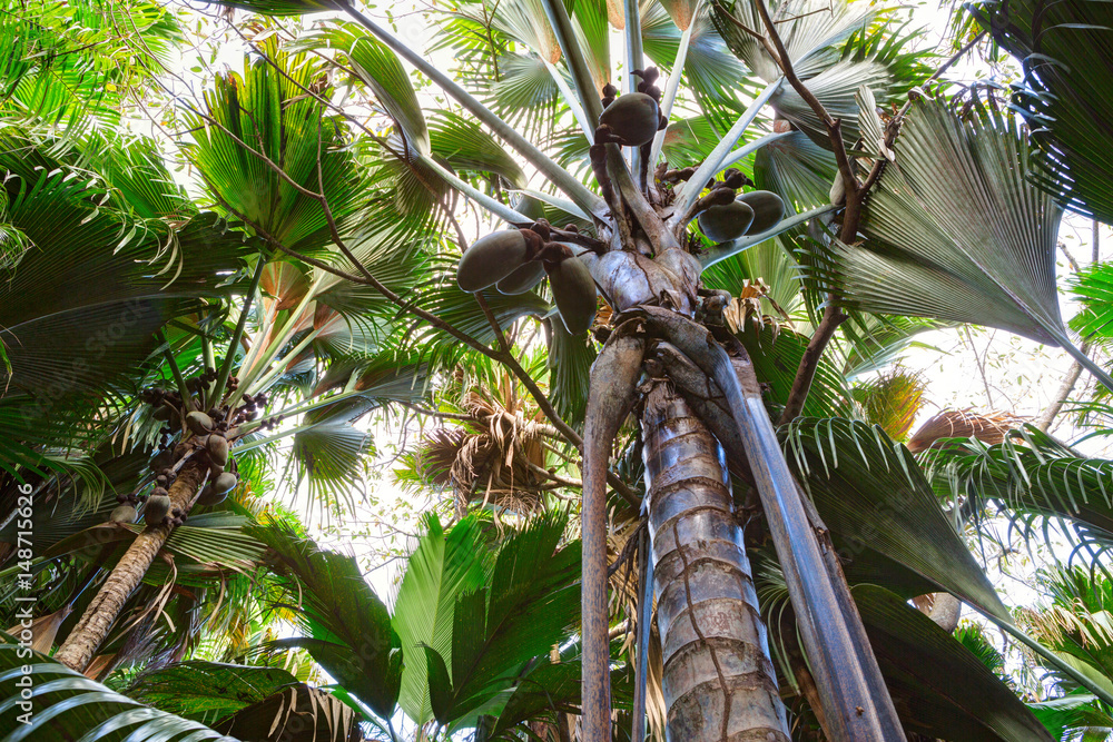 Fototapeta premium A view from below upwards on the Coco de Mer palm trees. The Vallee De Mai palm forest, Praslin island, Seychelles.