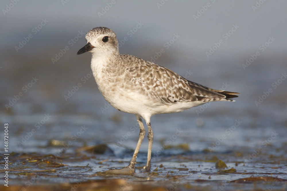Black-bellied Plover, Pluvialis squatorola Black-bellied Plover, Pluvialis squatorola