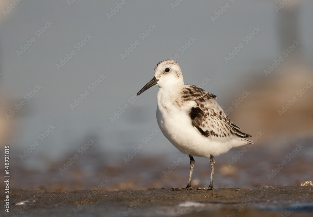 Sanderling Sanderling