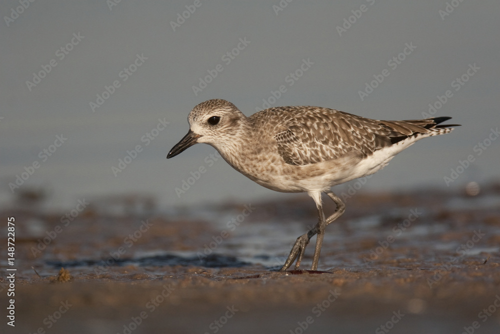 Semipalmated Sandpiper Semipalmated Sandpiper