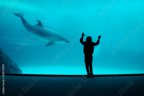 Boy watching captive dolphin performing in large aquarium