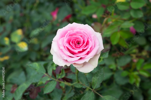 Pink rose in the garden