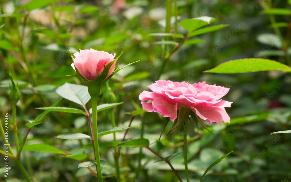 Pink rose in the garden Pink rose in the garden
